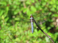 Yellow-sided Skimmer, Libellula flavida