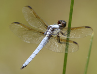 Yellow-sided Skimmer, Libellula flavida