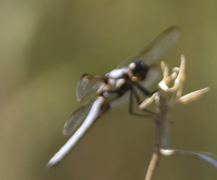 Yellow-sided Skimmer, Libellula flavida