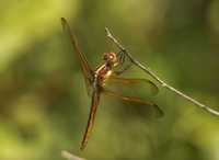 Yellow-sided Skimmer, Libellula flavida