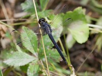 Slaty Skimmer, Libellula incesta