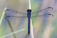 Slaty Skimmer, Libellula incesta