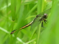 Slaty Skimmer, Libellula incesta