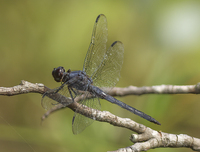 Slaty Skimmer, Libellula incesta