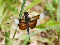 Widow Skimmer, Libellula luctuosa