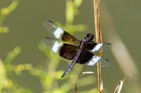 Widow Skimmer, Libellula luctuosa
