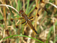 Painted Skimmer, Libellula semifasciata