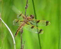 Painted Skimmer, Libellula semifasciata