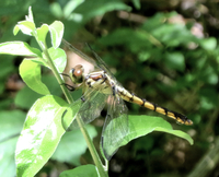 Great Blue Skimmer, Libellula vibrans