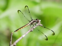 Great Blue Skimmer, Libellula vibrans