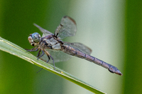 Great Blue Skimmer, Libellula vibrans