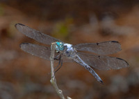 Great Blue Skimmer, Libellula vibrans