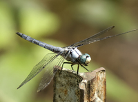 Great Blue Skimmer, Libellula vibrans