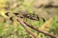 Common Whitetail, Plathemis lydia