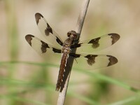 Common Whitetail, Plathemis lydia