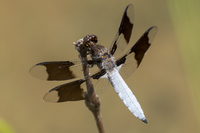 Common Whitetail, Plathemis lydia