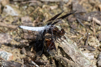Common Whitetail, Plathemis lydia