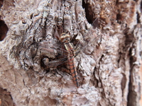 Blue Corporal, Ladona deplanata