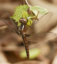 Blue Corporal, Ladona deplanata