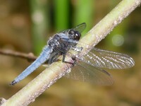 Blue Corporal, Ladona deplanata