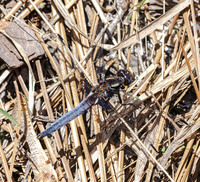 Blue Corporal, Ladona deplanata