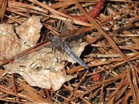 Blue Corporal, Ladona deplanata