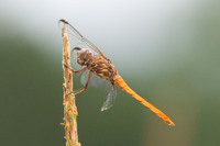 Roseate Skimmer, Orthemis ferruginea