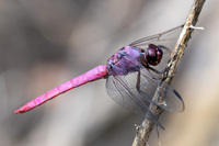 Roseate Skimmer, Orthemis ferruginea