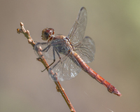 Roseate Skimmer, Orthemis ferruginea