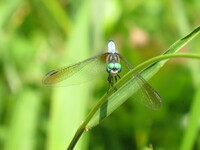 Blue Dasher, Pachydiplax longipennis