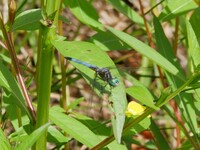 Blue Dasher, Pachydiplax longipennis