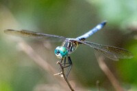 Blue Dasher, Pachydiplax longipennis