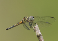 Blue Dasher, Pachydiplax longipennis