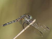 Blue Dasher, Pachydiplax longipennis