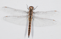 Wandering Glider, Pantala flavescens