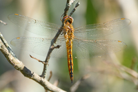 Wandering Glider, Pantala flavescens