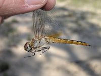 Wandering Glider, Pantala flavescens