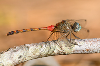 Blue-faced Meadowhawk, Sympetrum ambiguum