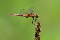 Ruby Meadowhawk, Sympetrum rubicundulum