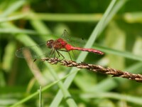 Ruby Meadowhawk, Sympetrum rubicundulum