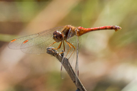 Autumn Meadowhawk, Sympetrum vicinum