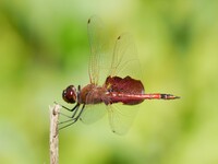 Carolina Saddlebags, Tramea carolina