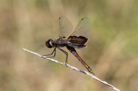 Carolina Saddlebags, Tramea carolina