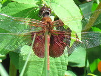 Carolina Saddlebags, Tramea carolina