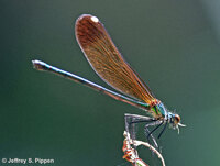 Sparkling Jewelwing, Calopteryx dimidiata
