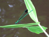 Sparkling Jewelwing, Calopteryx dimidiata