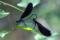 Ebony Jewelwing, Calopteryx maculata