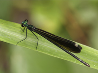 Ebony Jewelwing, Calopteryx maculata