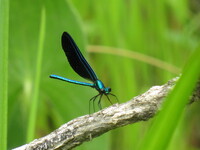 Ebony Jewelwing, Calopteryx maculata