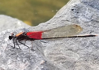 American Rubyspot, Hetaerina americana